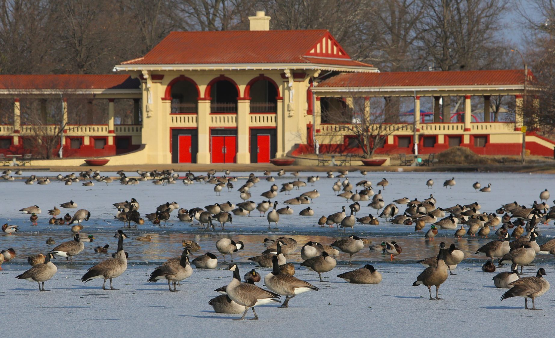 Geese walk on (ice) water